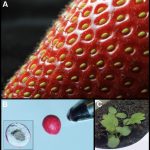How To Germinate Strawberry Seeds?