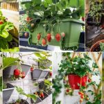How To Grow A Bumper Crop Of Strawberries In A Small Space