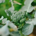How to Grow Broccolini