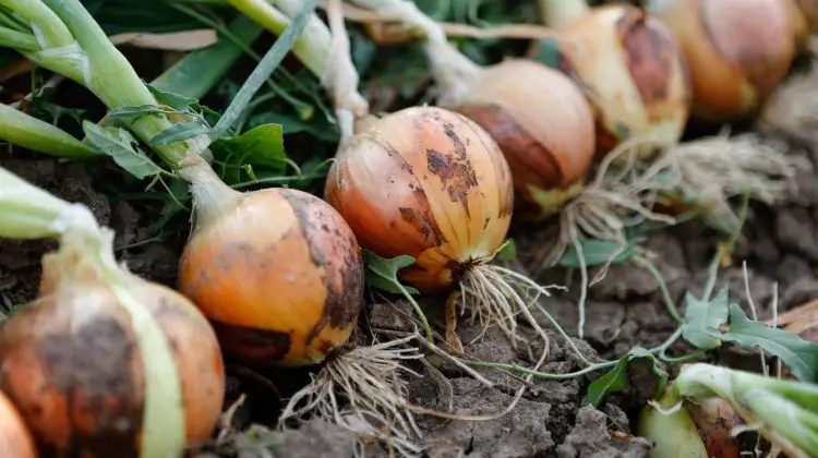 How to Grow Healthy Onions