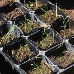 How to Grow Onion from Seed