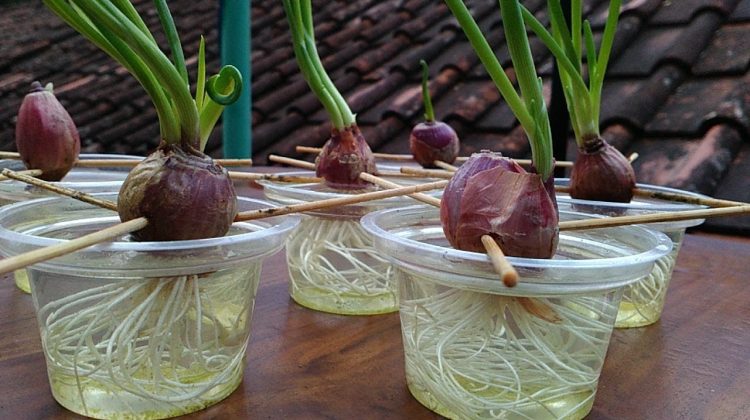How to Grow Onion in Water