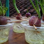 How to Grow Onion Root