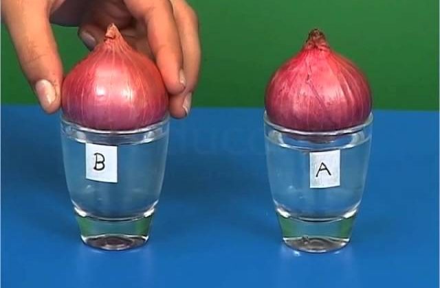 onion from onion