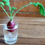 How to Grow Radish from a Radish?