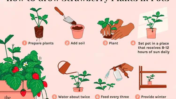 How to Grow Strawberries from a Strawberry