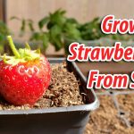 How to Grow Strawberry Seeds
