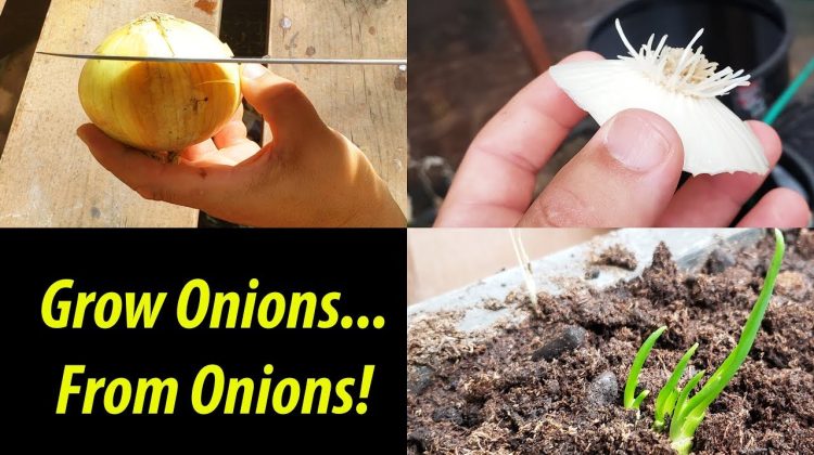 How to Grow Your Own Onions