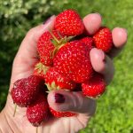 How To Handle Strawberries After Picking?