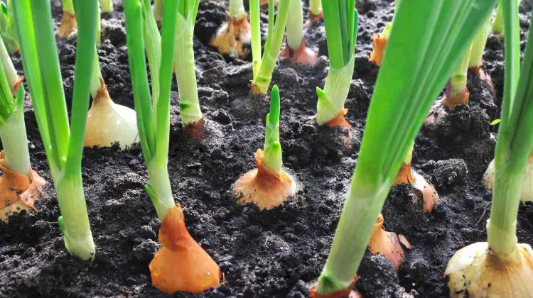 How to Make Onion Grow