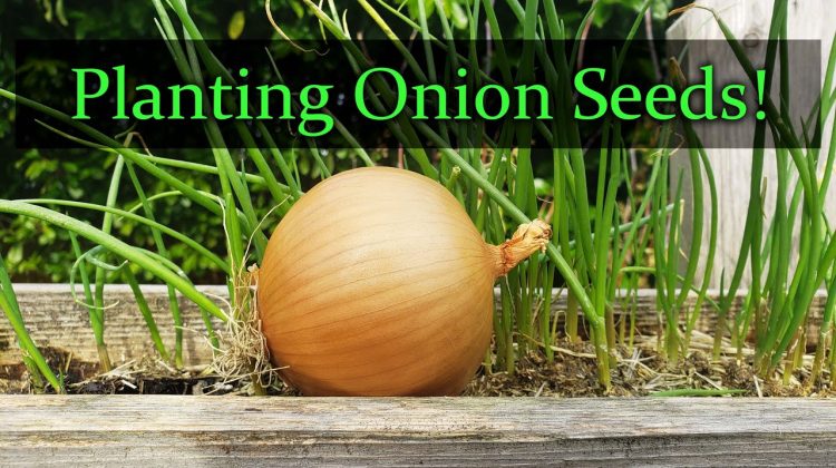 How to Make Onion Plant
