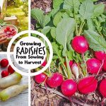 How to Make Radish Grow Bigger?