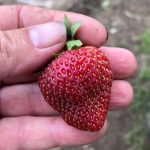 How To Tell When Strawberries Are Ready For Picking?
