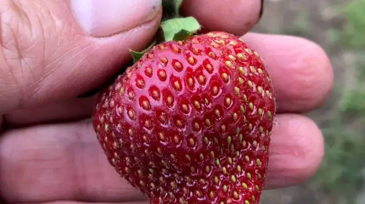 How To Tell When Strawberries Are Ready For Picking?