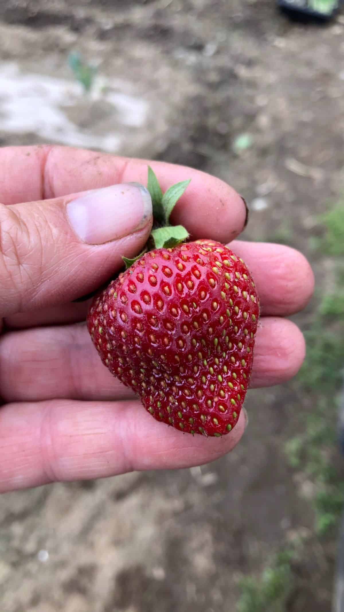 How To Tell When Strawberries Are Ready For Picking Broadpick