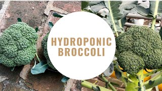 Hydroponic Broccoli Grow Time?