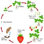 Life Cycle Of Strawberry Plants