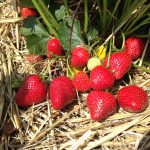 Mulching Strawberry Plants In The Summer