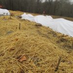 Mulching Strawberry Plants With Straw For Winter