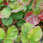 Nitrogen Deficiency In Strawberry Plants