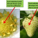 Pollinating Strawberry Plants