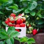 Pros And Cons Of Growing June Bearing Strawberries