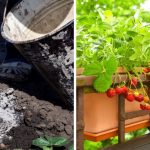 Protect Strawberries From Extreme Heat