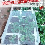 Protect Your Strawberry Garden From Birds