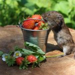 Protect Your Strawberry Garden From Rodents