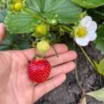 Seascape Strawberry Variety Info And Grow Guide