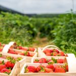 Secrets To Growing Loads Of Organic Strawberries