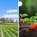 The Best Location For Strawberry Plants