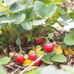 What Causes Small Strawberries?