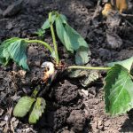What Causes Strawberry Plants To Wilt?