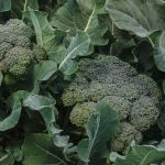 What Do Broccoli Grow On?
