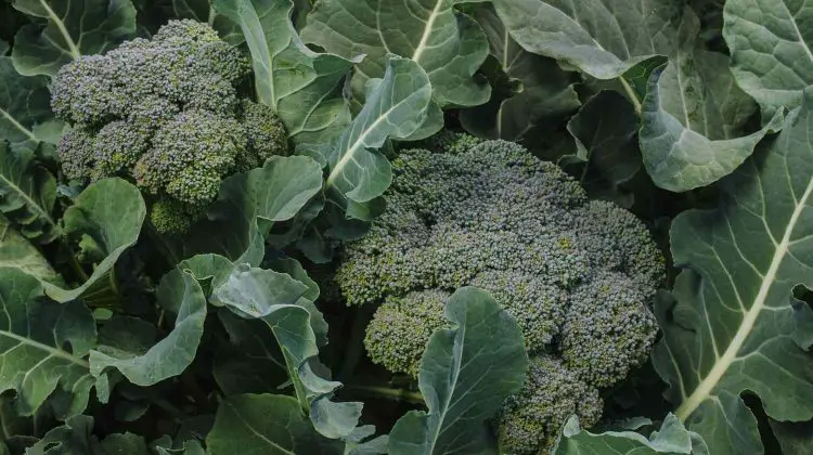 What Do Broccoli Grow On?