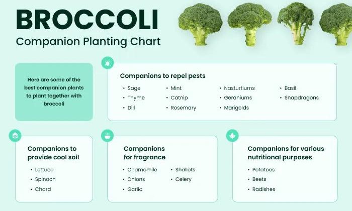 What Does Broccoli Grow Well With?