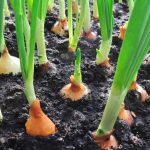 What Does Onion Need to Grow