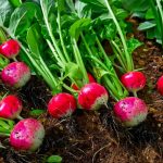 What Does Radish Look Like Growing?