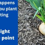 What Happens When You Plant Onion