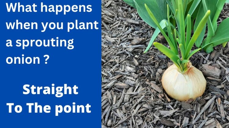 What Happens When You Plant Onion