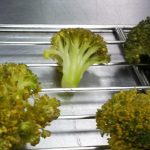 What If Broccoli Turns Brown?