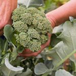 What Temp Can Broccoli Grow?