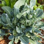 What Time of Year Does Broccoli Grow?