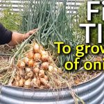 When Can You Grow Onions