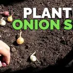 When Do Plant Onion Sets