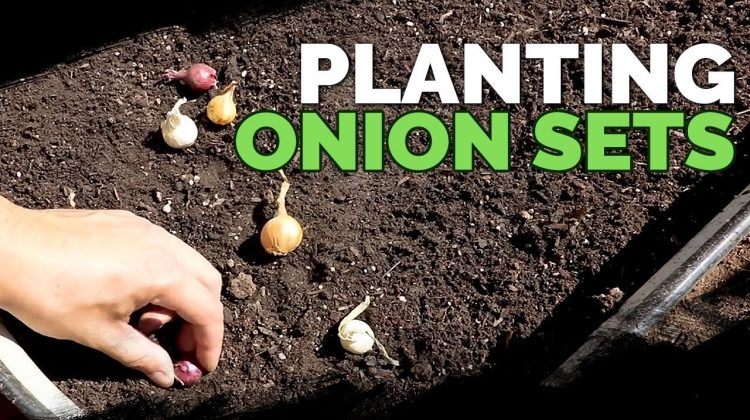 When Do Plant Onion Sets
