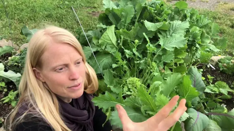 When to Harvest Broccoli Rabe