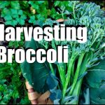 When to Harvest Broccolini?