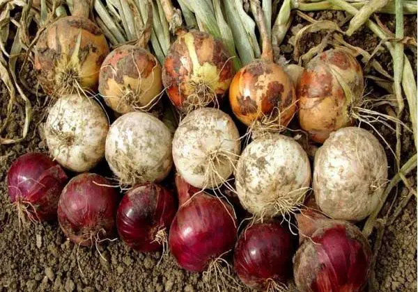 Where Do Onions Grow last